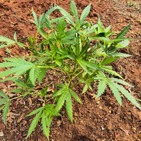 Strawberry Cough growlog timeline photo