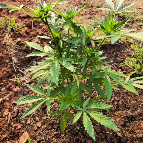 Durban Poison growlog timeline photo