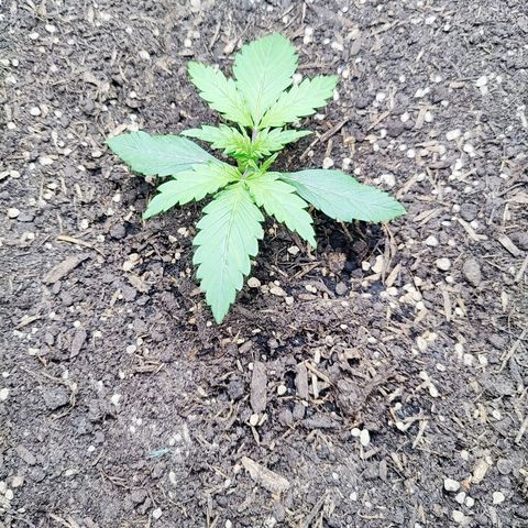Choco Automatic growlog timeline photo