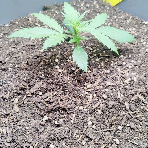 Choco Automatic growlog timeline photo