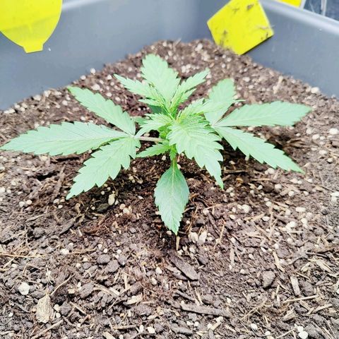 Choco Automatic growlog timeline photo