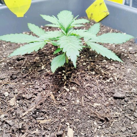 Choco Automatic growlog timeline photo