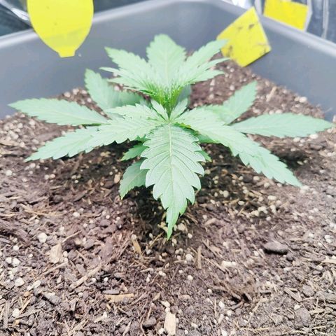 Choco Automatic growlog timeline photo