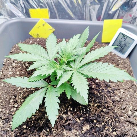 Choco Automatic growlog timeline photo
