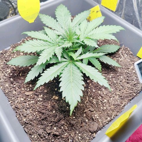 Choco Automatic growlog timeline photo