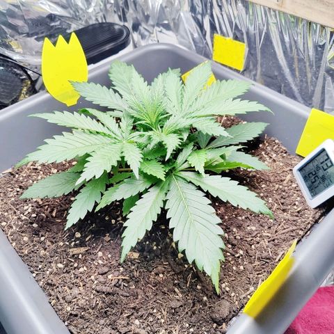 Choco Automatic growlog timeline photo