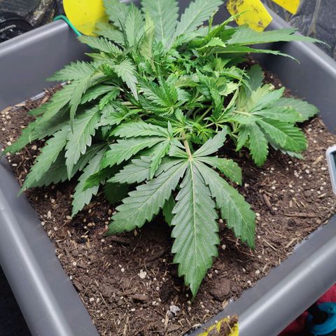 Choco Automatic growlog timeline photo