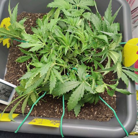 Choco Automatic growlog photo: LST