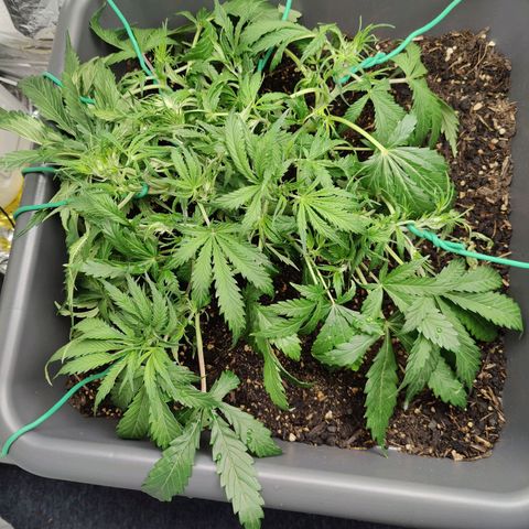 Choco Automatic growlog timeline photo