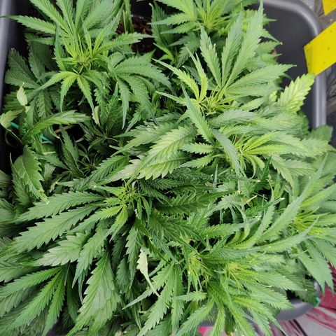 Choco Automatic growlog timeline photo
