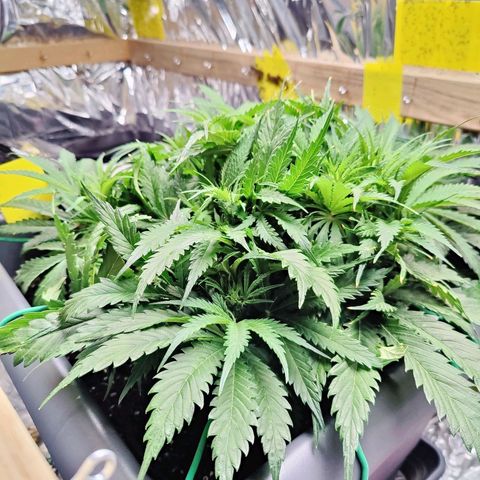 Choco Automatic growlog timeline photo
