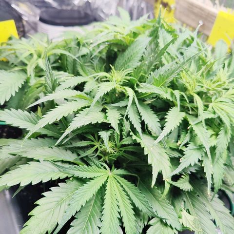 Choco Automatic growlog timeline photo