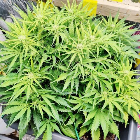Choco Automatic growlog timeline photo