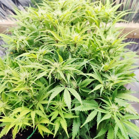 Choco Automatic growlog timeline photo