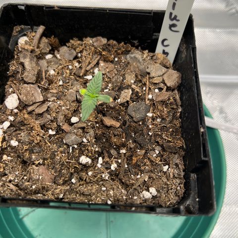 Blue Cheese 1 growlog timeline photo