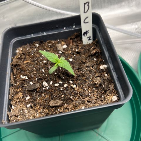 Blue Cheese 2 growlog timeline photo
