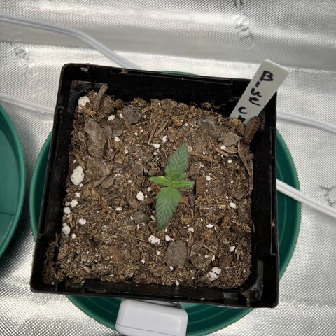 Blue Cheese 1 growlog timeline photo