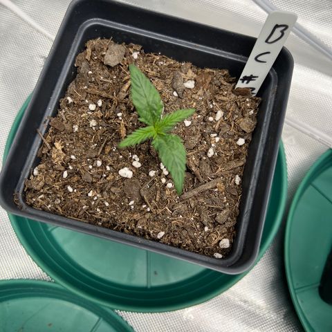 Blue Cheese 2 growlog timeline photo