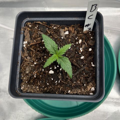 Blue Cheese 2 growlog timeline photo