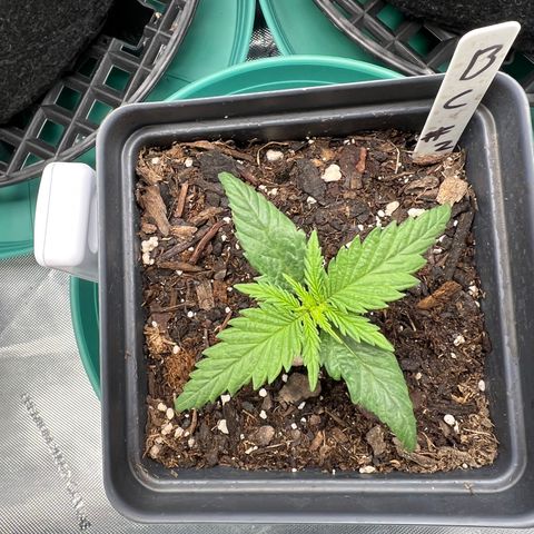 Blue Cheese 2 growlog timeline photo