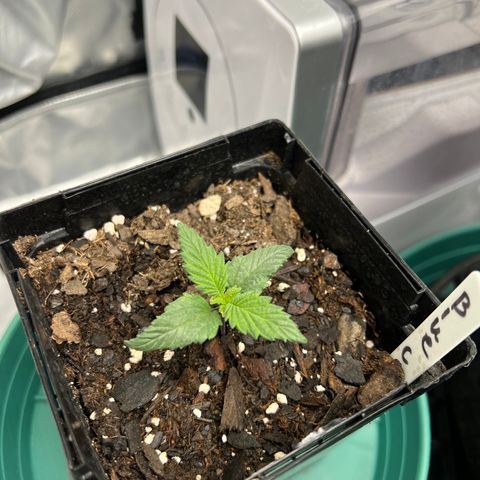 Blue Cheese 1 growlog timeline photo