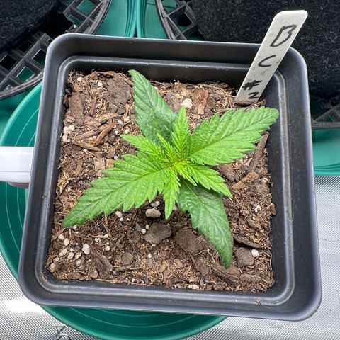 Blue Cheese 2 growlog timeline photo