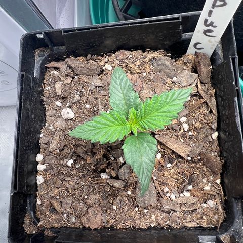 Blue Cheese 1 growlog timeline photo