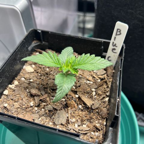 Blue Cheese 1 growlog timeline photo