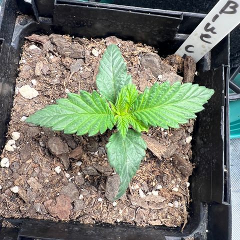 Blue Cheese 1 growlog timeline photo