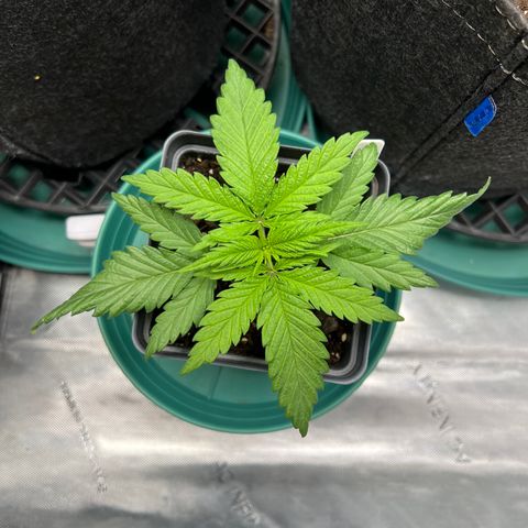 Blue Cheese 2 growlog timeline photo