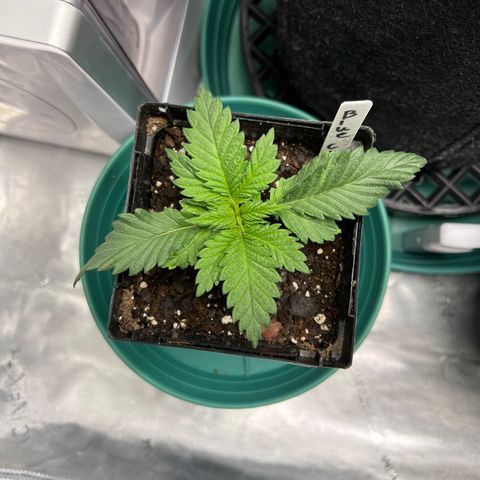 Blue Cheese 1 growlog timeline photo