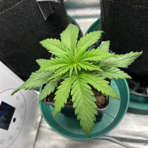 Blue Cheese 2 growlog timeline photo
