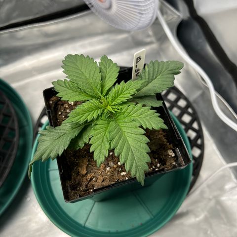 Blue Cheese 1 growlog timeline photo