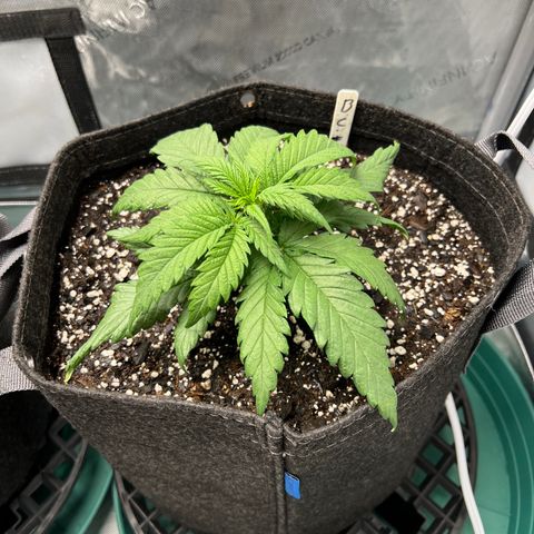 Blue Cheese 2 growlog timeline photo
