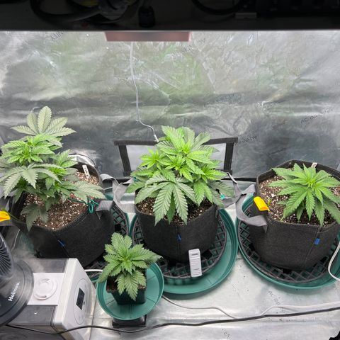 Blue Cheese 2 growlog timeline photo