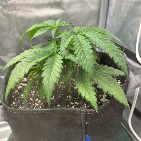 Blue Cheese 2 growlog timeline photo