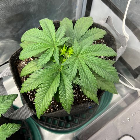 Blue Cheese 2 growlog timeline photo
