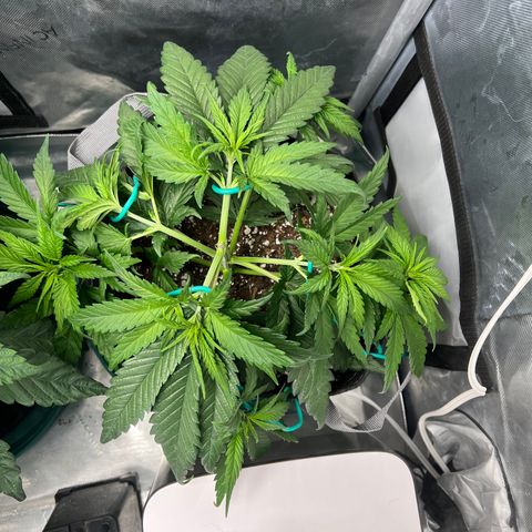 Blue Cheese 2 growlog timeline photo