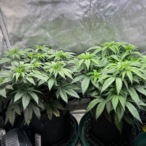 Blue Cheese 2 growlog timeline photo
