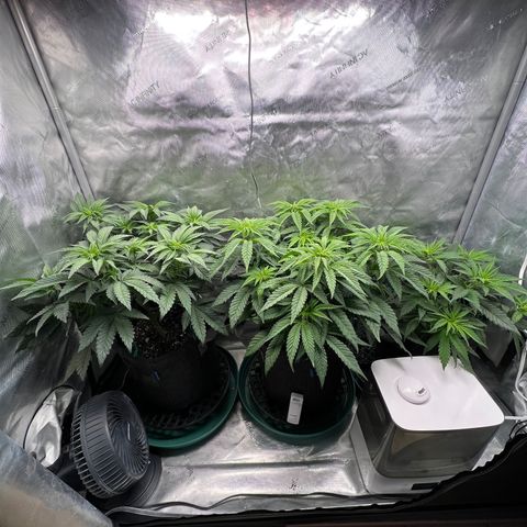 Blue Cheese 2 growlog timeline photo