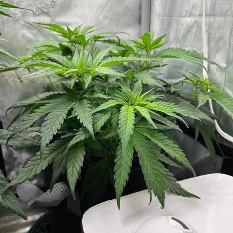 Blue Cheese 2 growlog timeline photo