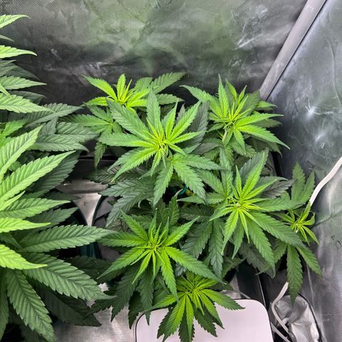 Blue Cheese 2 growlog timeline photo