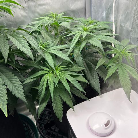 Blue Cheese 2 growlog timeline photo