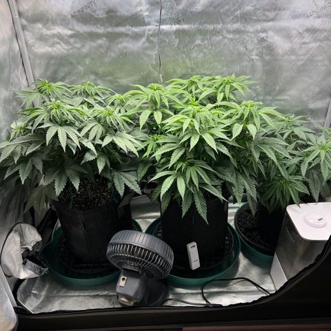 Blue Cheese 2 growlog timeline photo