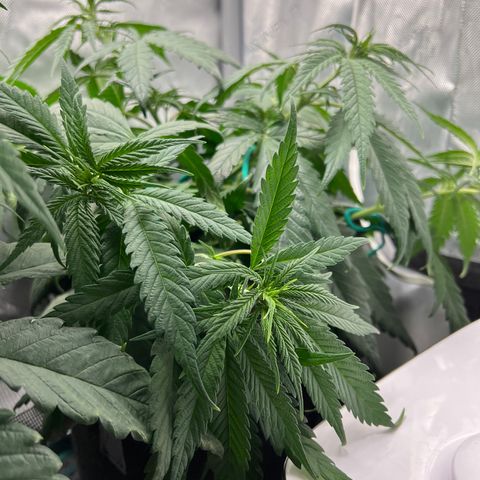 Blue Cheese 2 growlog photo: Under watered 
