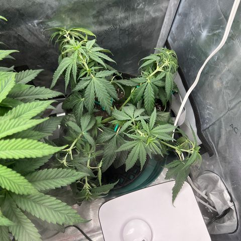 Blue Cheese 2 growlog photo: Under watered 