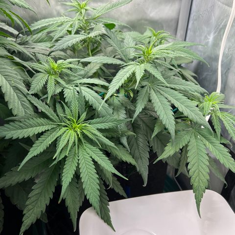 Blue Cheese 2 growlog timeline photo