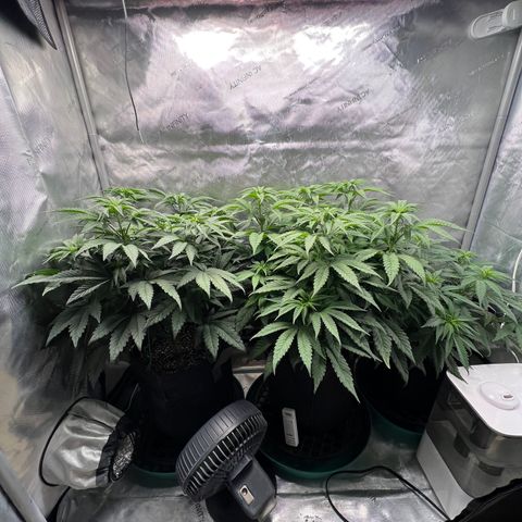 Blue Cheese 2 growlog timeline photo