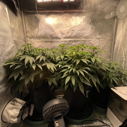 Blue Cheese 2 growlog timeline photo
