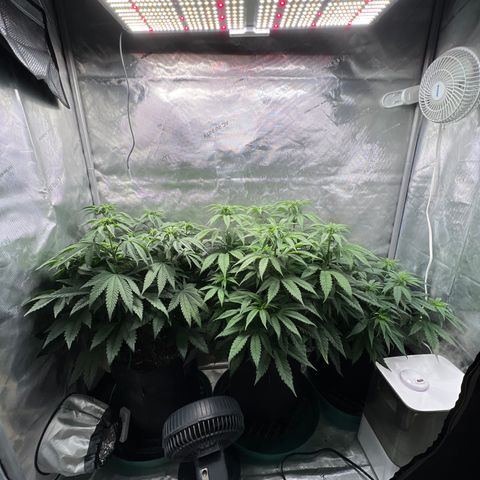 Blue Cheese 2 growlog timeline photo